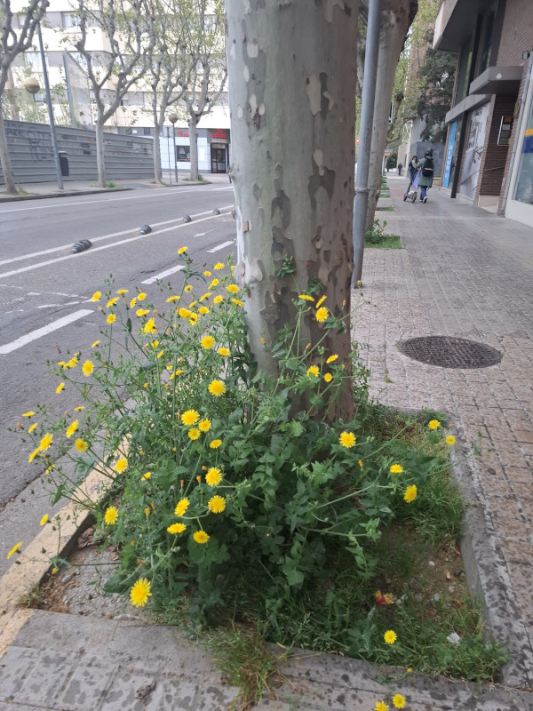 Huesca sigue apostando por la biodiversidad urbana a través de los alcorques vivos y naturalizados