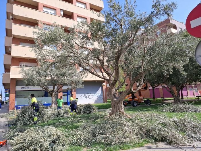 Las brigadas de jardines repartirán 114 fajos de ramas de olivo a las iglesias para Domingo de Ramos 