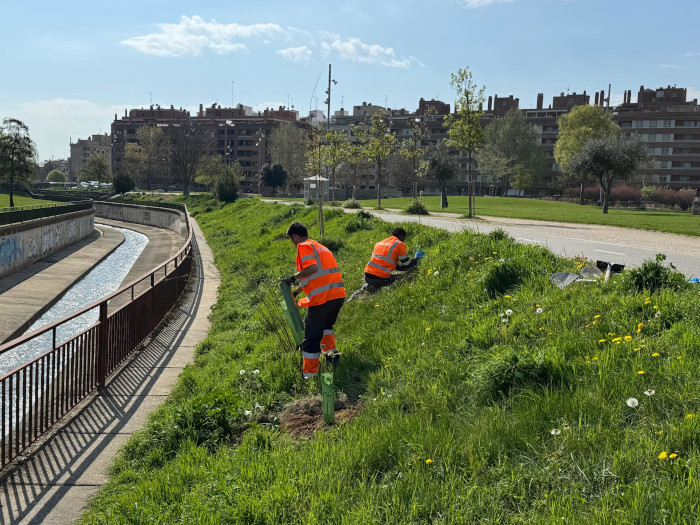 El Ayuntamiento de Huesca y la Universidad de Zaragoza plantan 90 árboles de ribera en el entorno del Parque Universidad