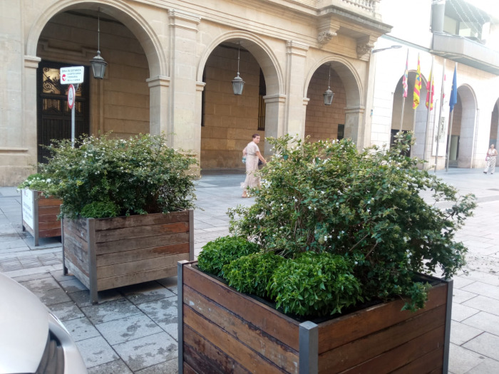 albahaca huesca 2026 albahaca huesca 2026