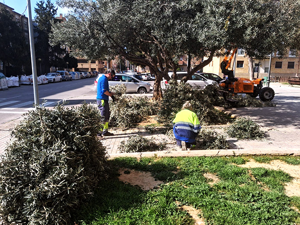 Poda de olivos en Huesca
