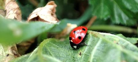 Imagen Reservas de biodiversidad